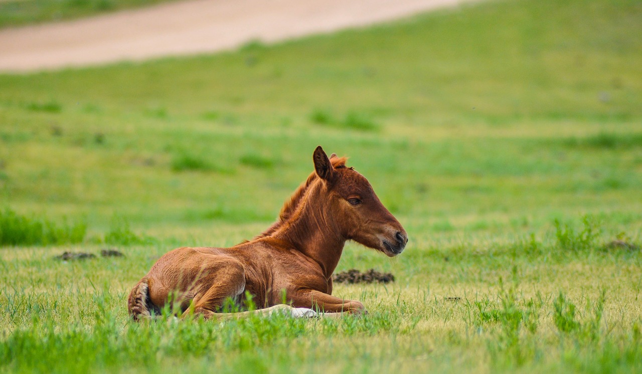 foal horse animal free photo