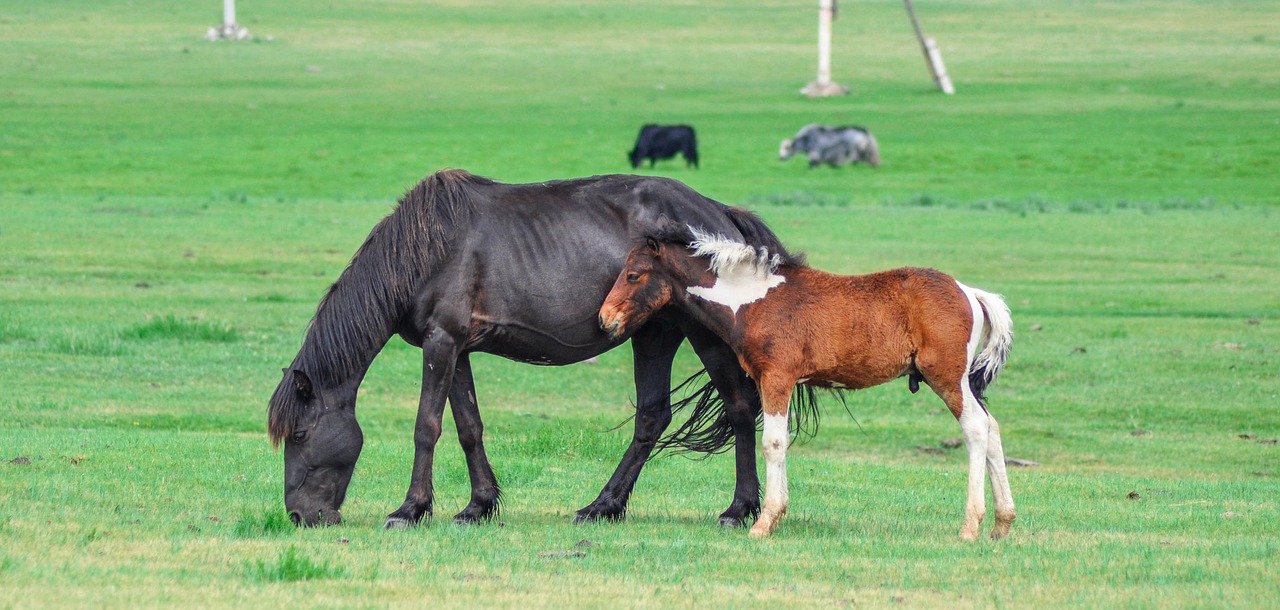 foal mare horse free photo