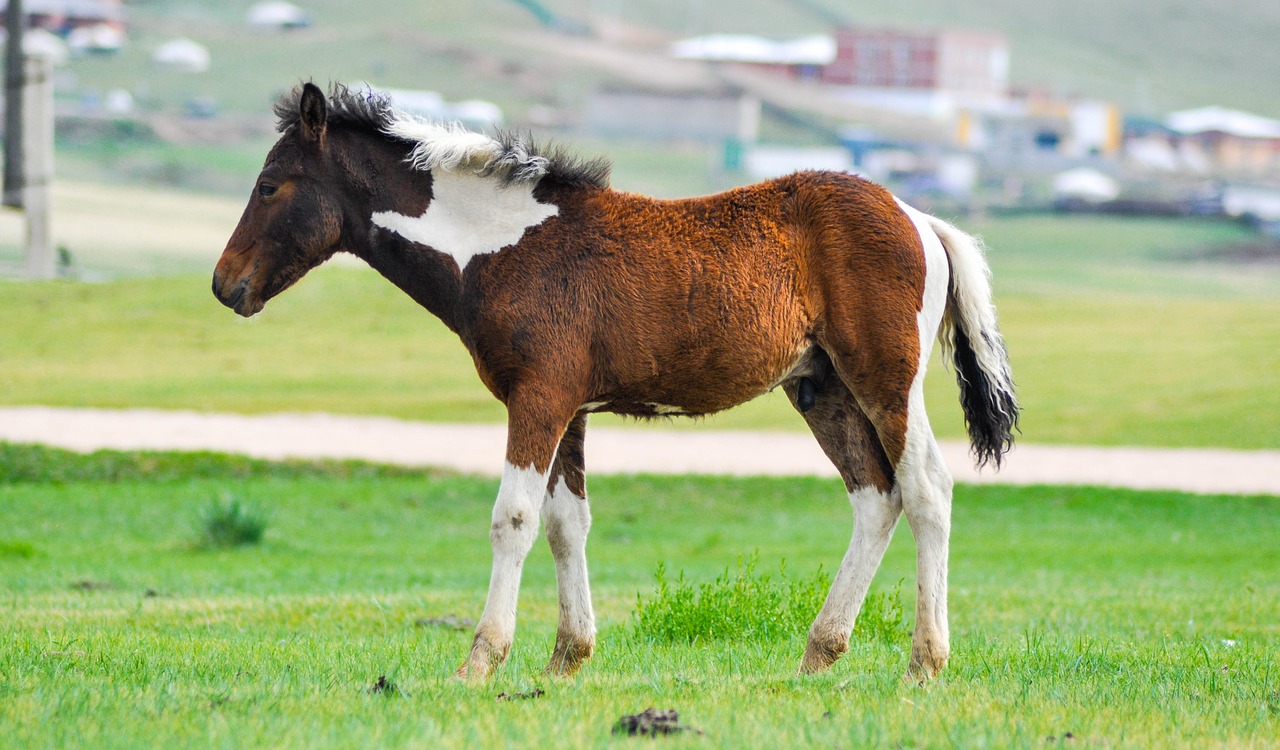 foal baby horse free photo