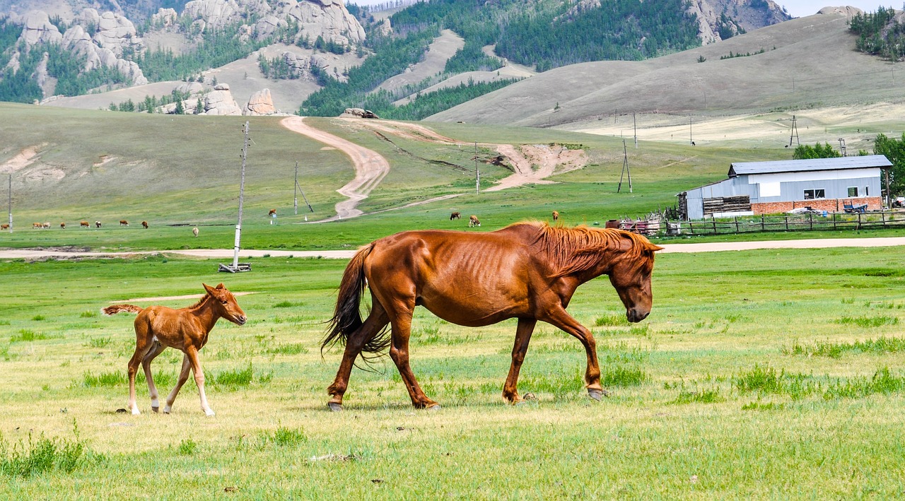 foal mare horse free photo