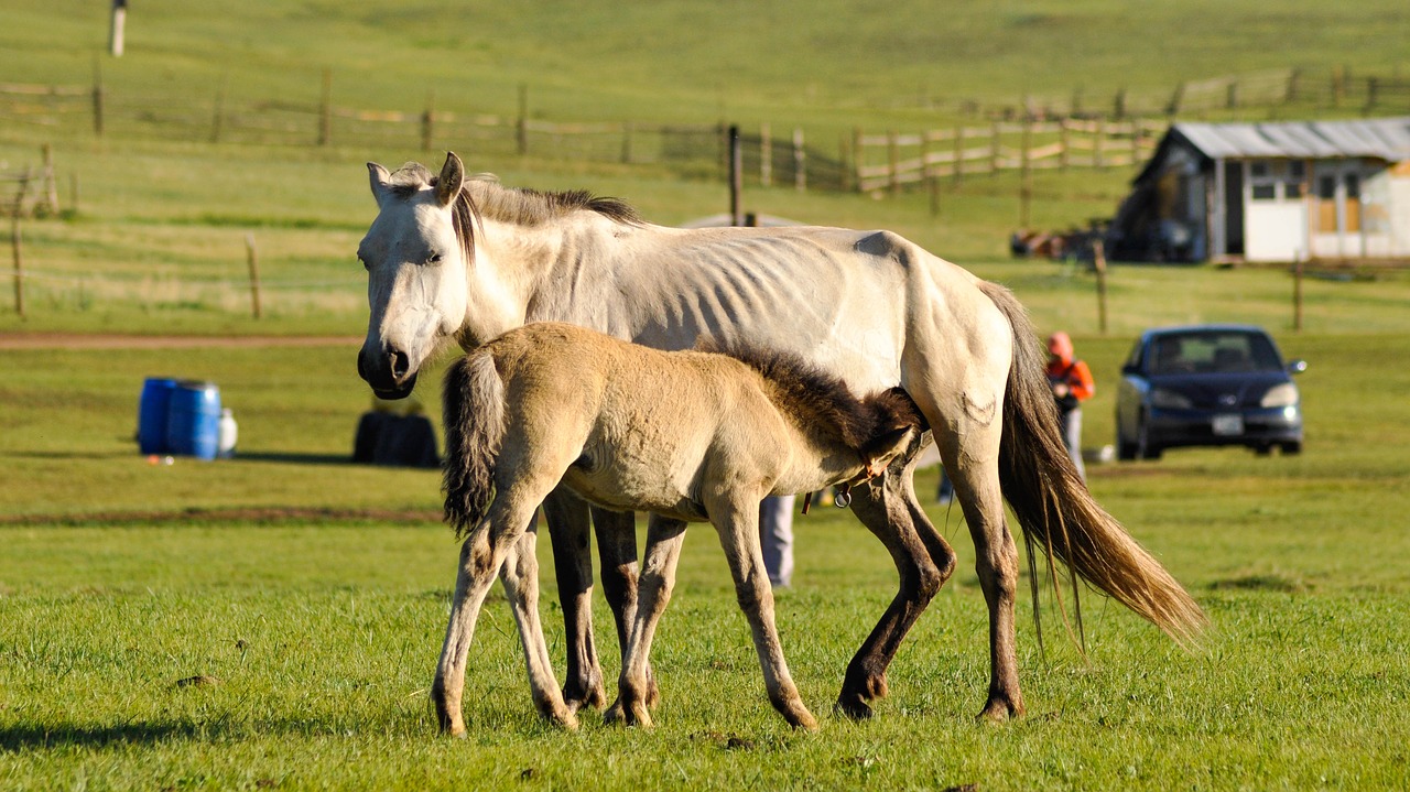 foal mare feeding free photo
