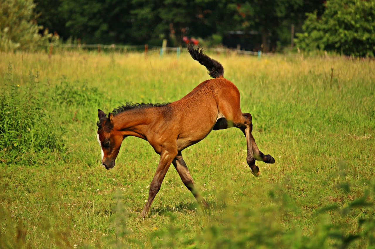 foal horse play free photo