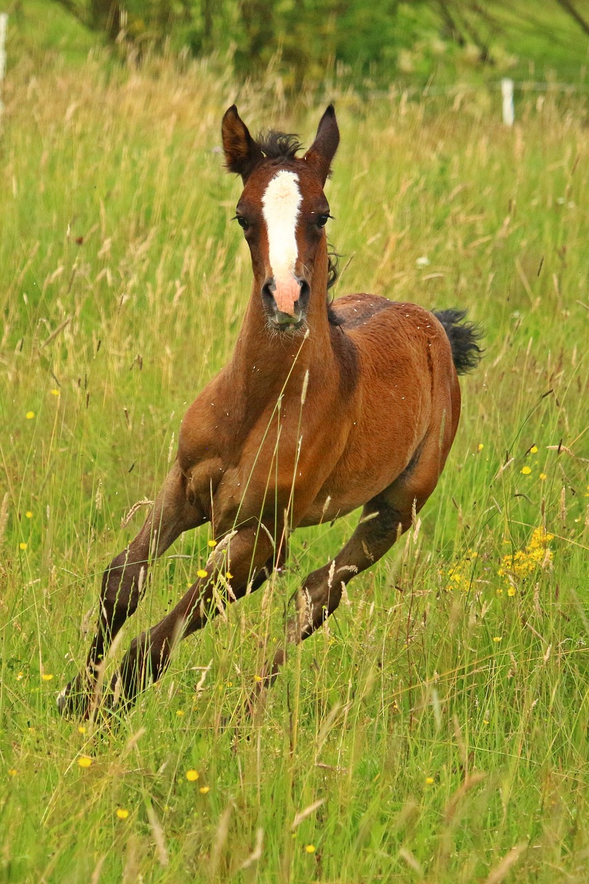 foal horse thoroughbred arabian free photo