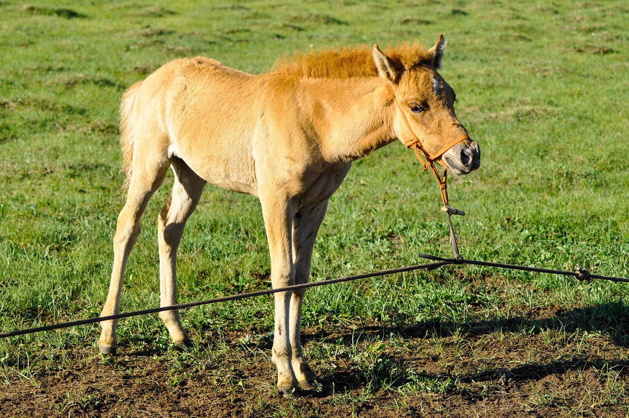 foal young horse free photo