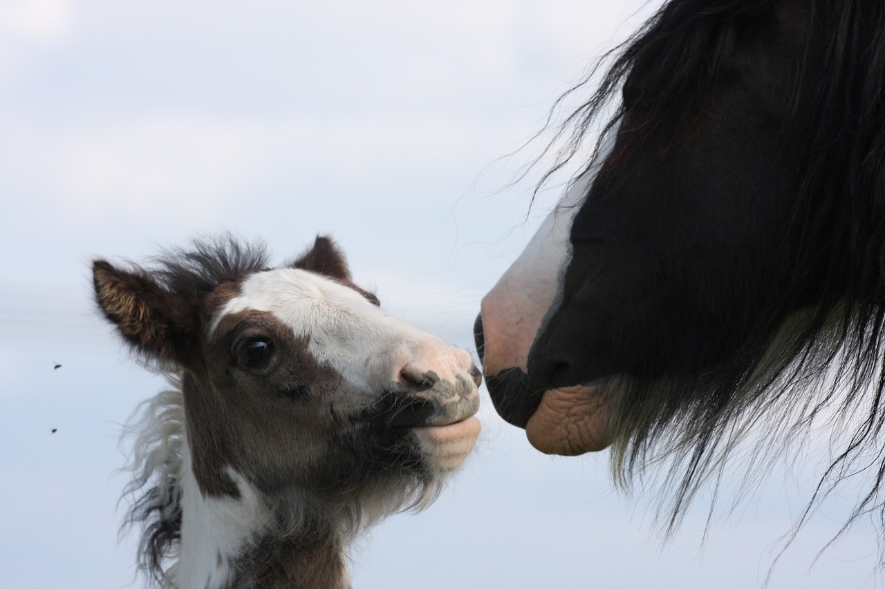 foal horse gypsy free photo