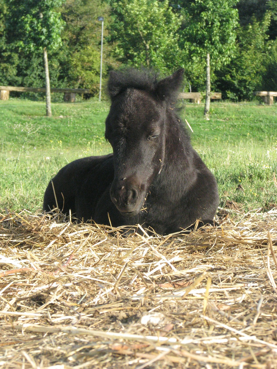 foal filly pony free photo