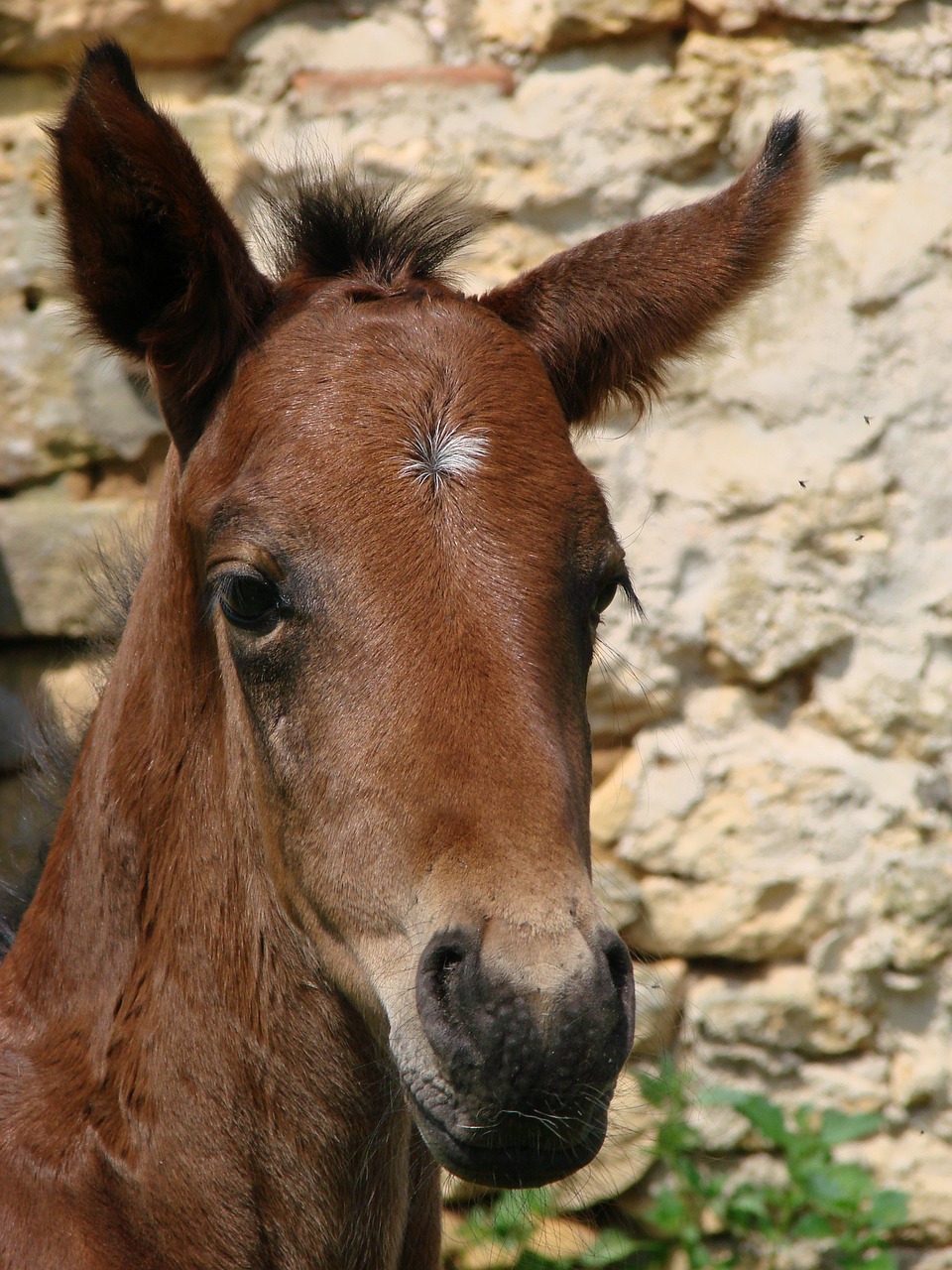 foal filly horse free photo