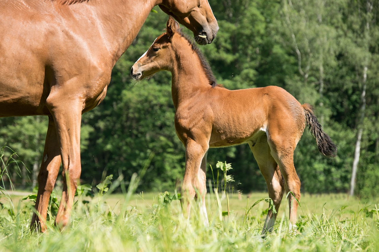 foal  mare  horse free photo