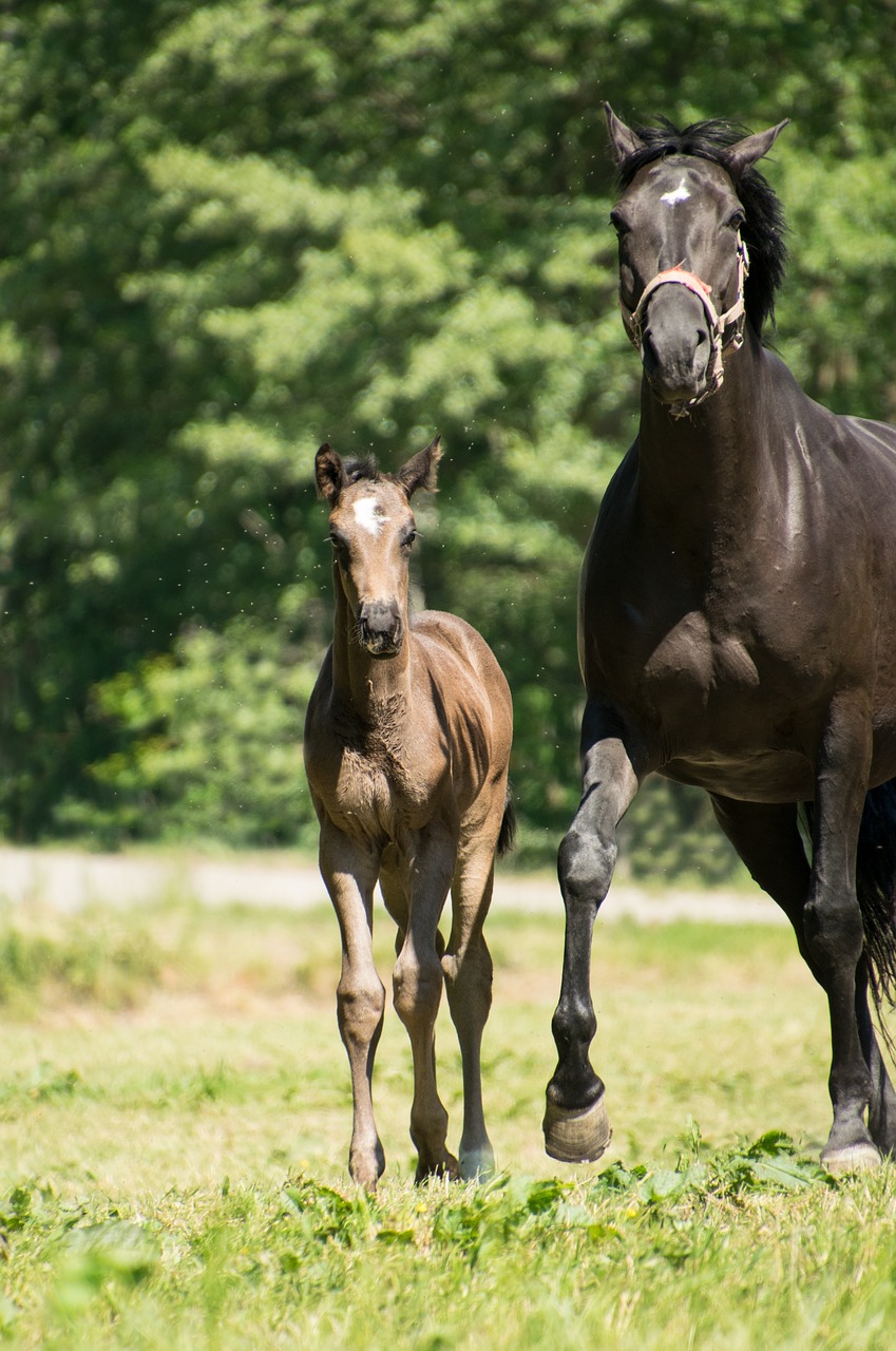 foal  mare  horse free photo