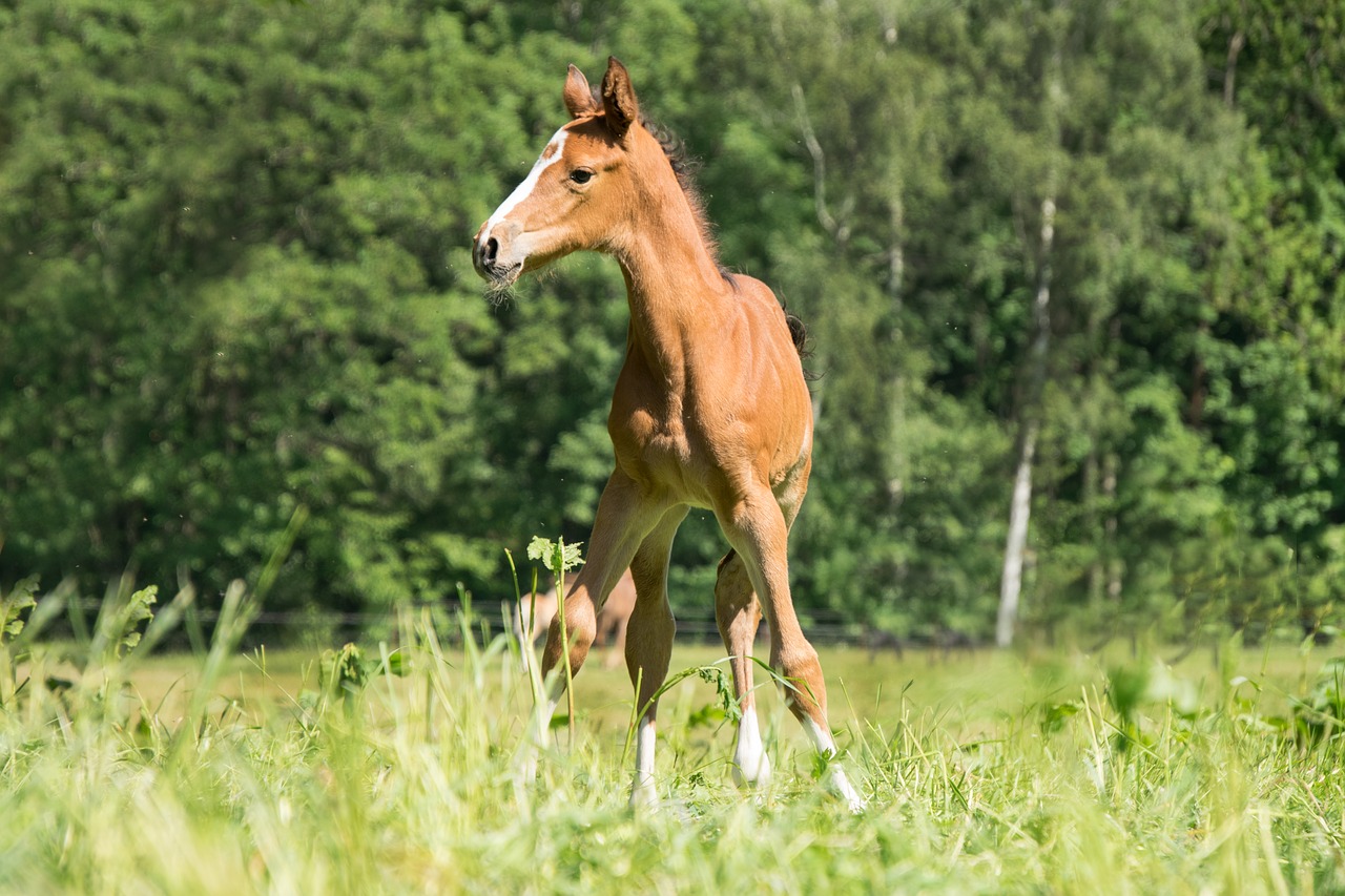 foal  young  small free photo