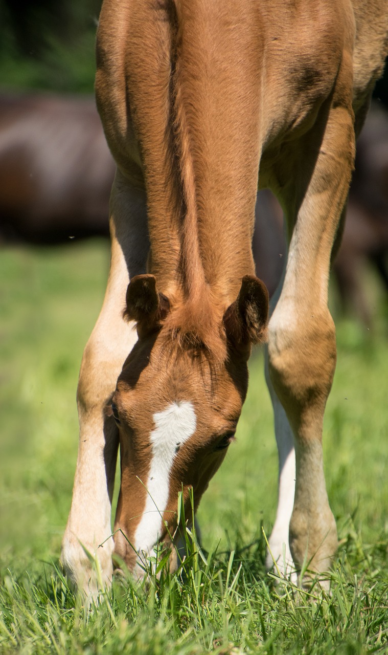 foal  horse  mare free photo