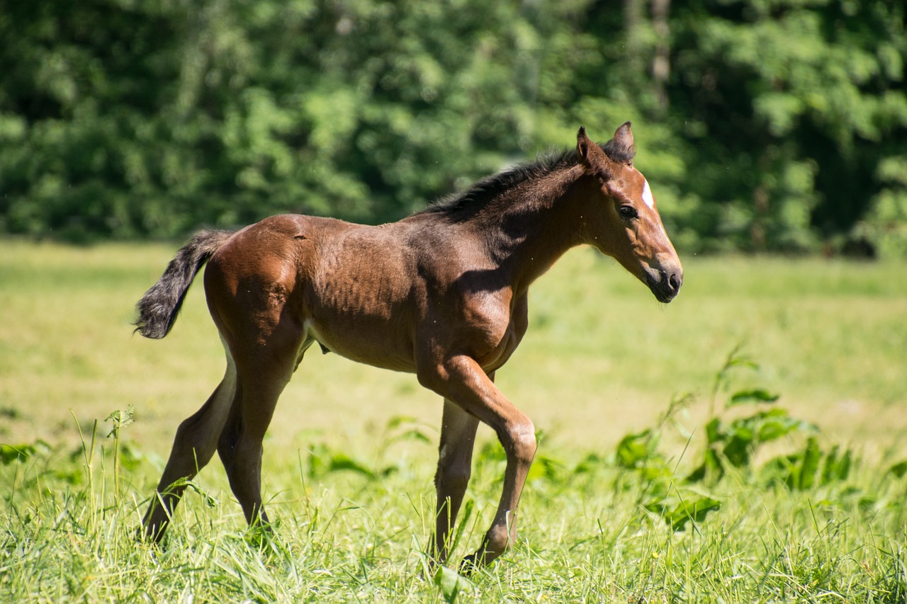 foal  horse  animal free photo