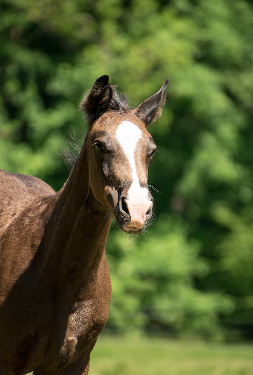 foal  race  horse free photo