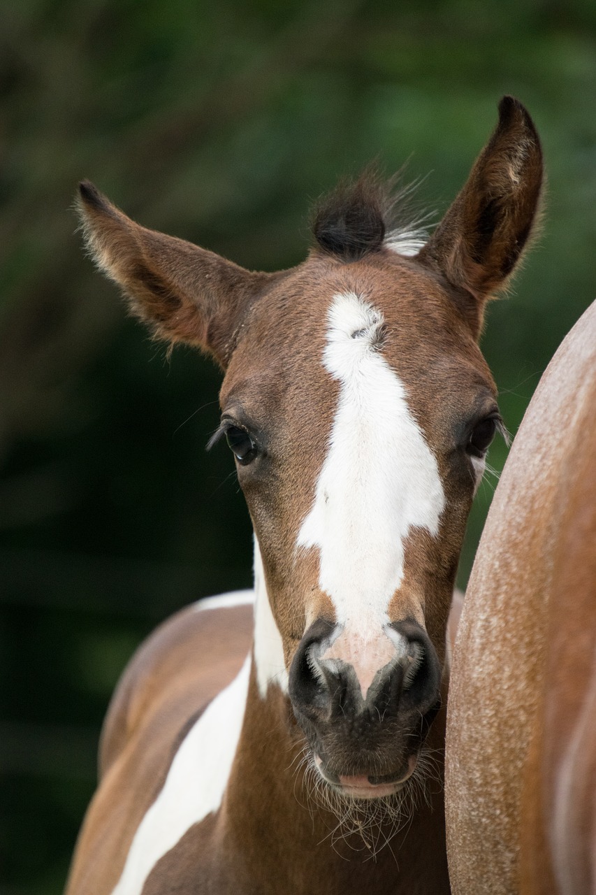 foal  horse  mare free photo