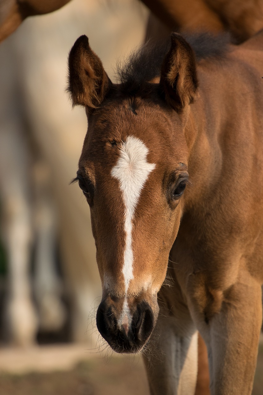 foal  small  paint horse free photo