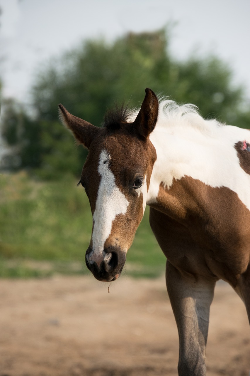 foal  patched  small free photo