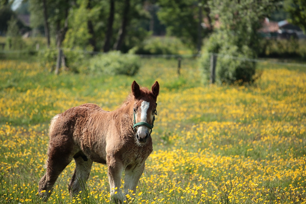 foal horse animal free photo