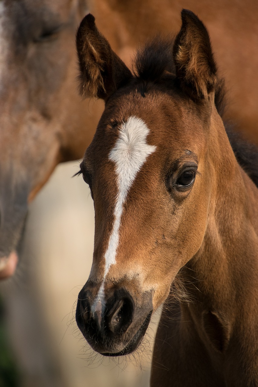 foal  reborn  small free photo