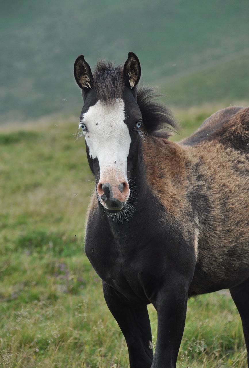foal  blue eyes  nature free photo