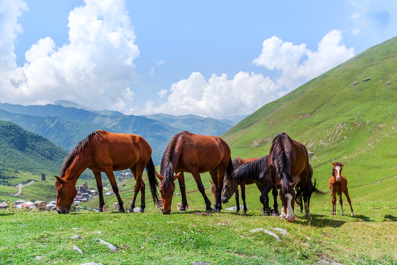 foal  horse  horse meadow free photo