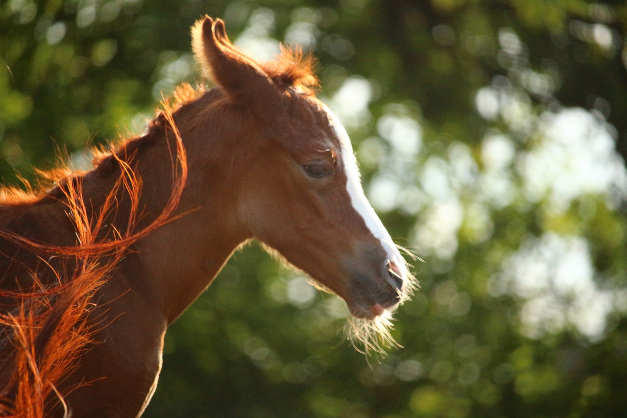 foal  horse  thoroughbred arabian free photo