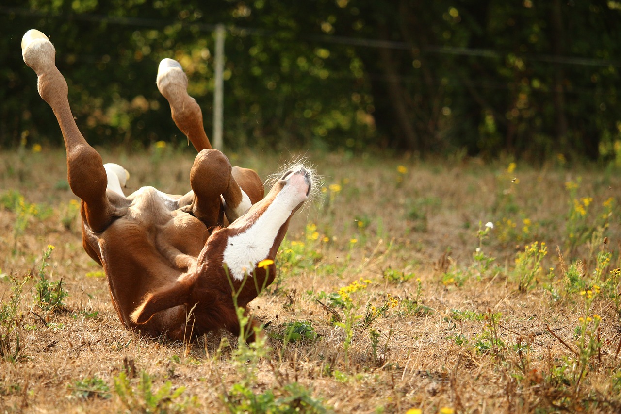 foal  horse  rolling free photo