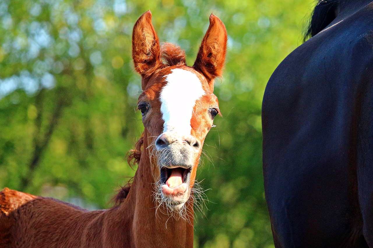 foal  horse  fuchs free photo