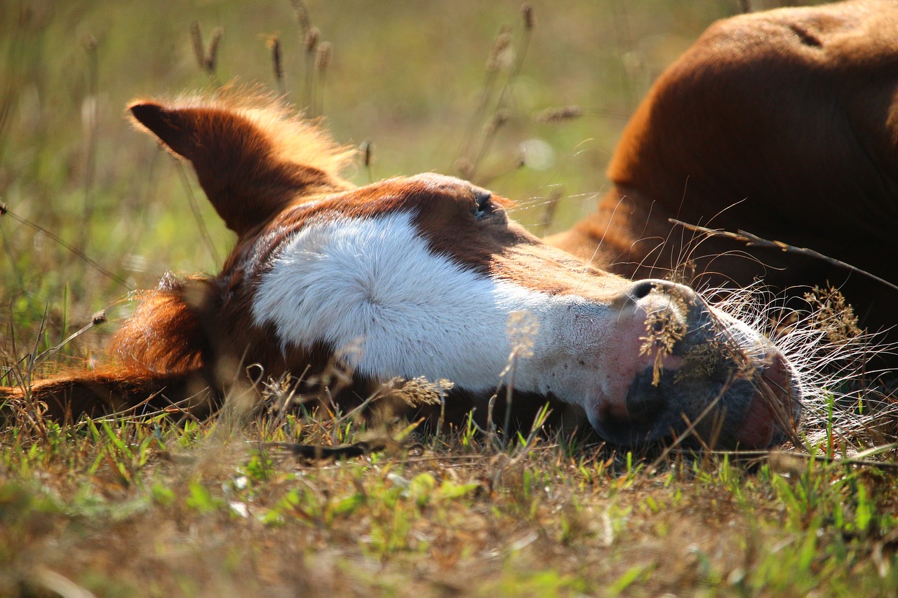 foal  horse  thoroughbred arabian free photo