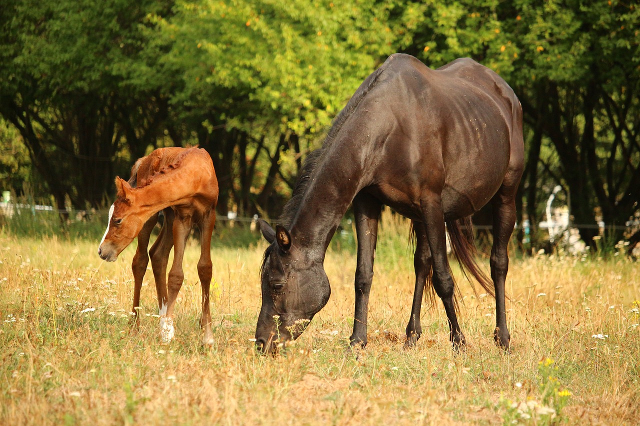 foal  horse  mare free photo