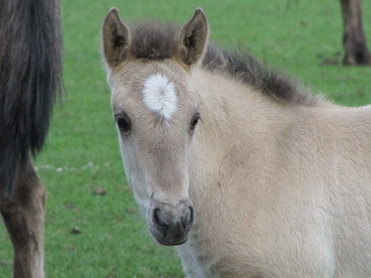 foal  wild horse  dülmen germany free photo