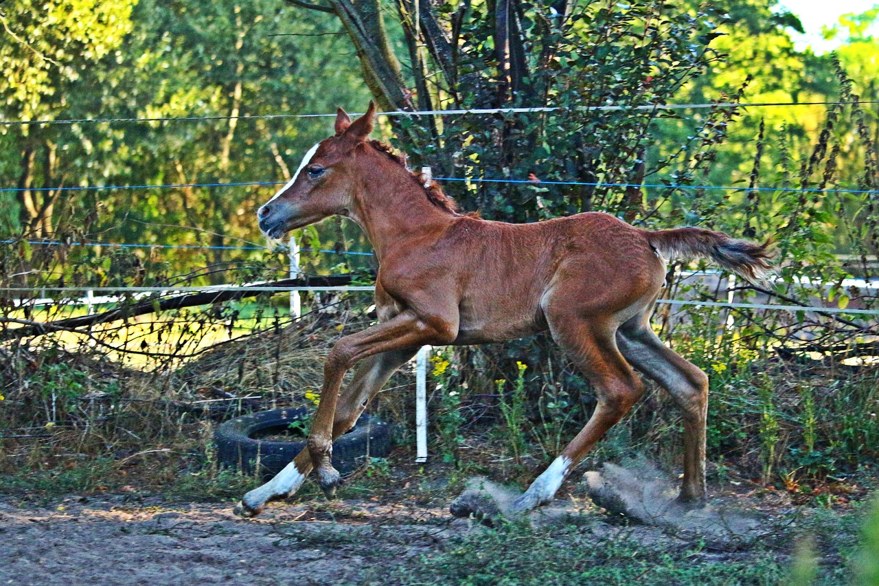 foal  horse  gallop free photo