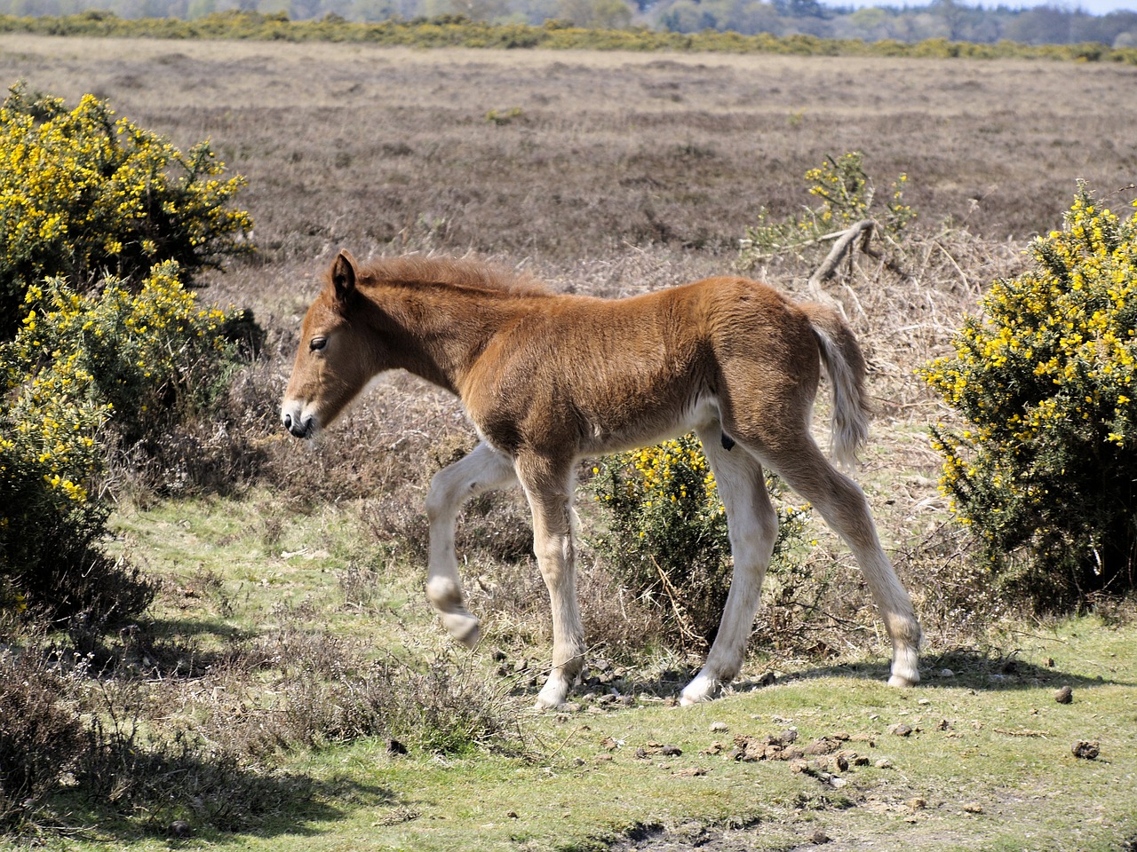 foal  new forest pony  nature free photo