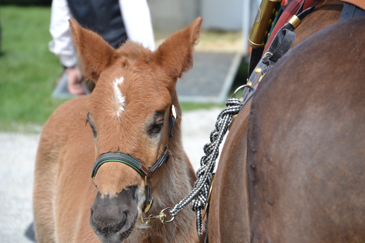 foal  dam  horse free photo