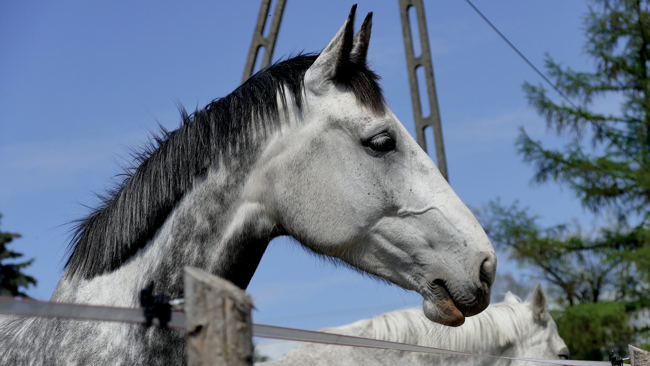 foal  western  horse free photo