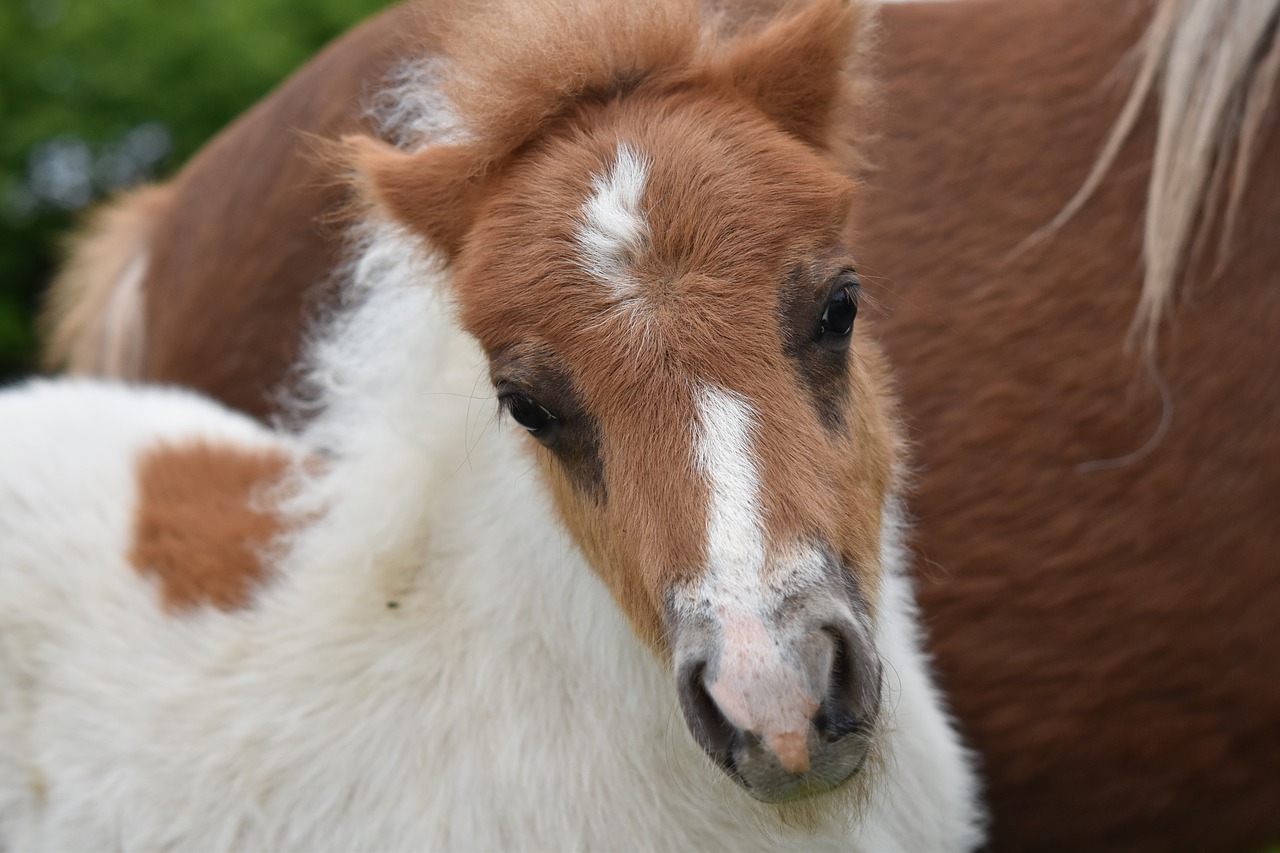 foal  shetland pony  pony jarod free photo