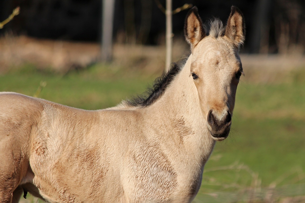 foal  buckskin  horse free photo
