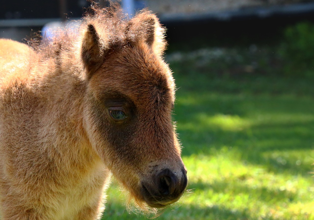 foal  pony  animal free photo