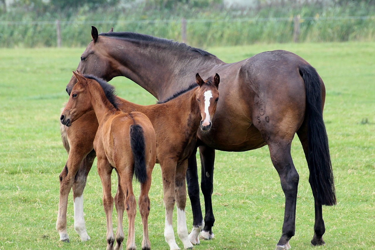 foal horses animal free photo