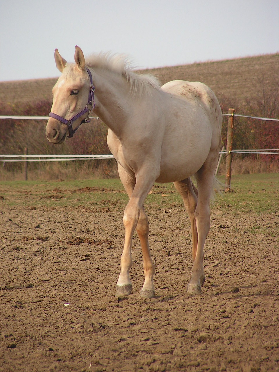 foal horse gold free photo