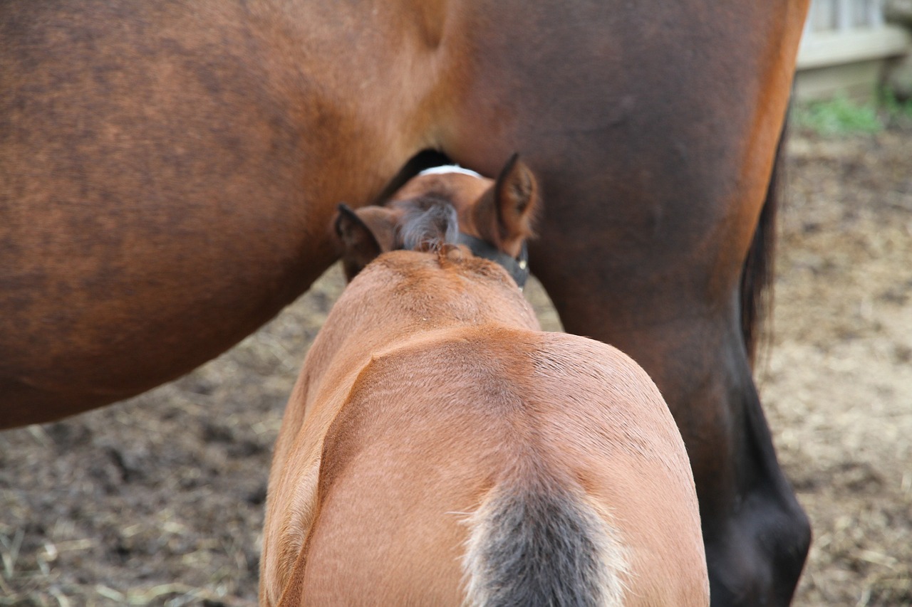 foal nursing mare free photo