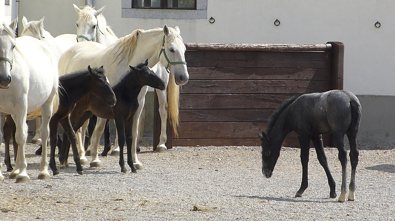 foal horses isolate free photo