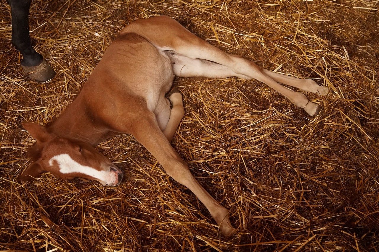 foal campaign rest free photo