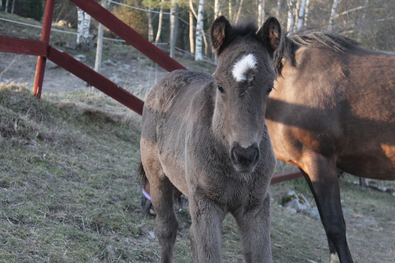 foal baby horse free photo