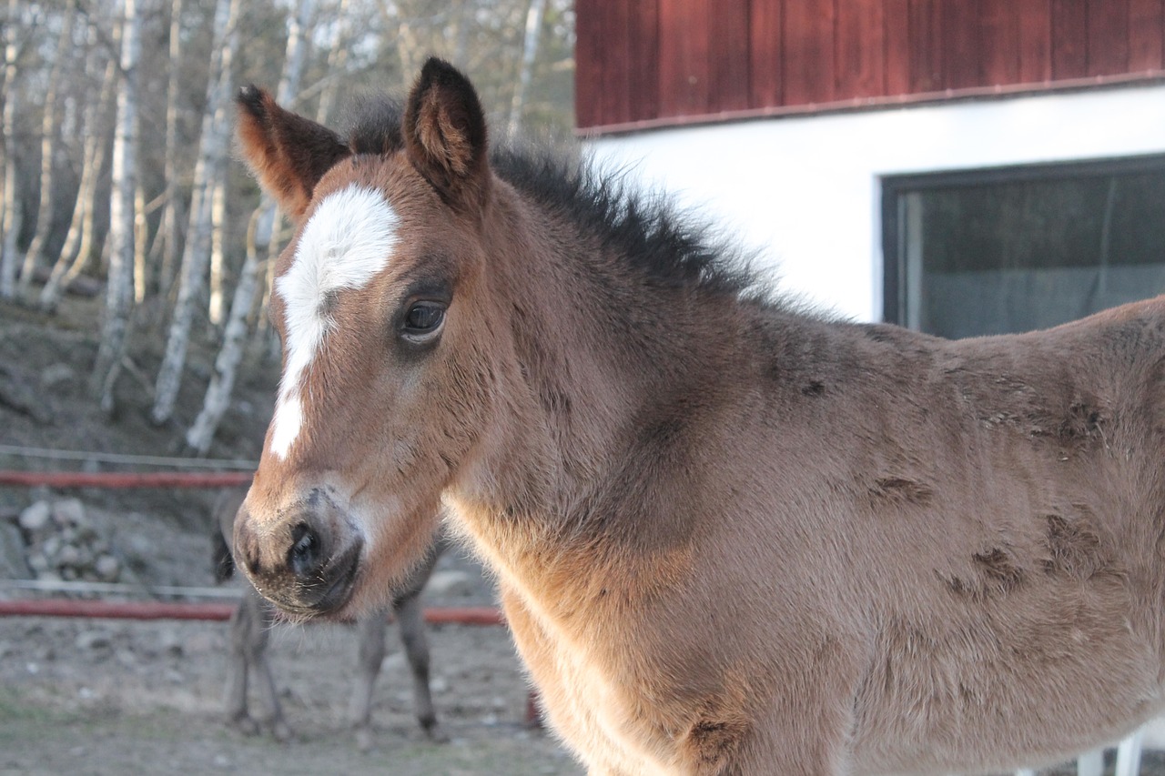 foal horse baby free photo