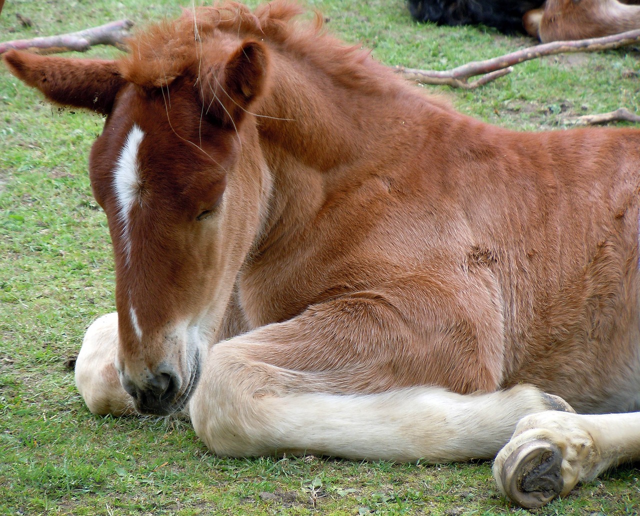 foal animal child nature free photo