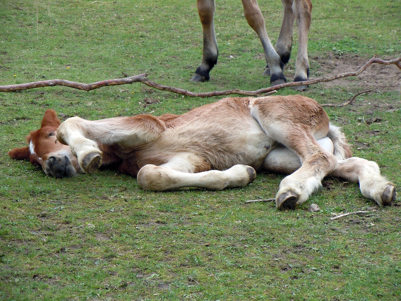 foal sleeping relaxed free photo