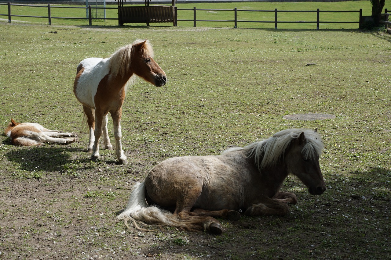 foal horse young free photo