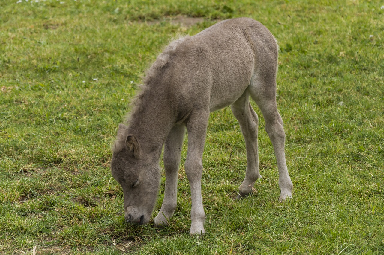 foal meadow young animal free photo