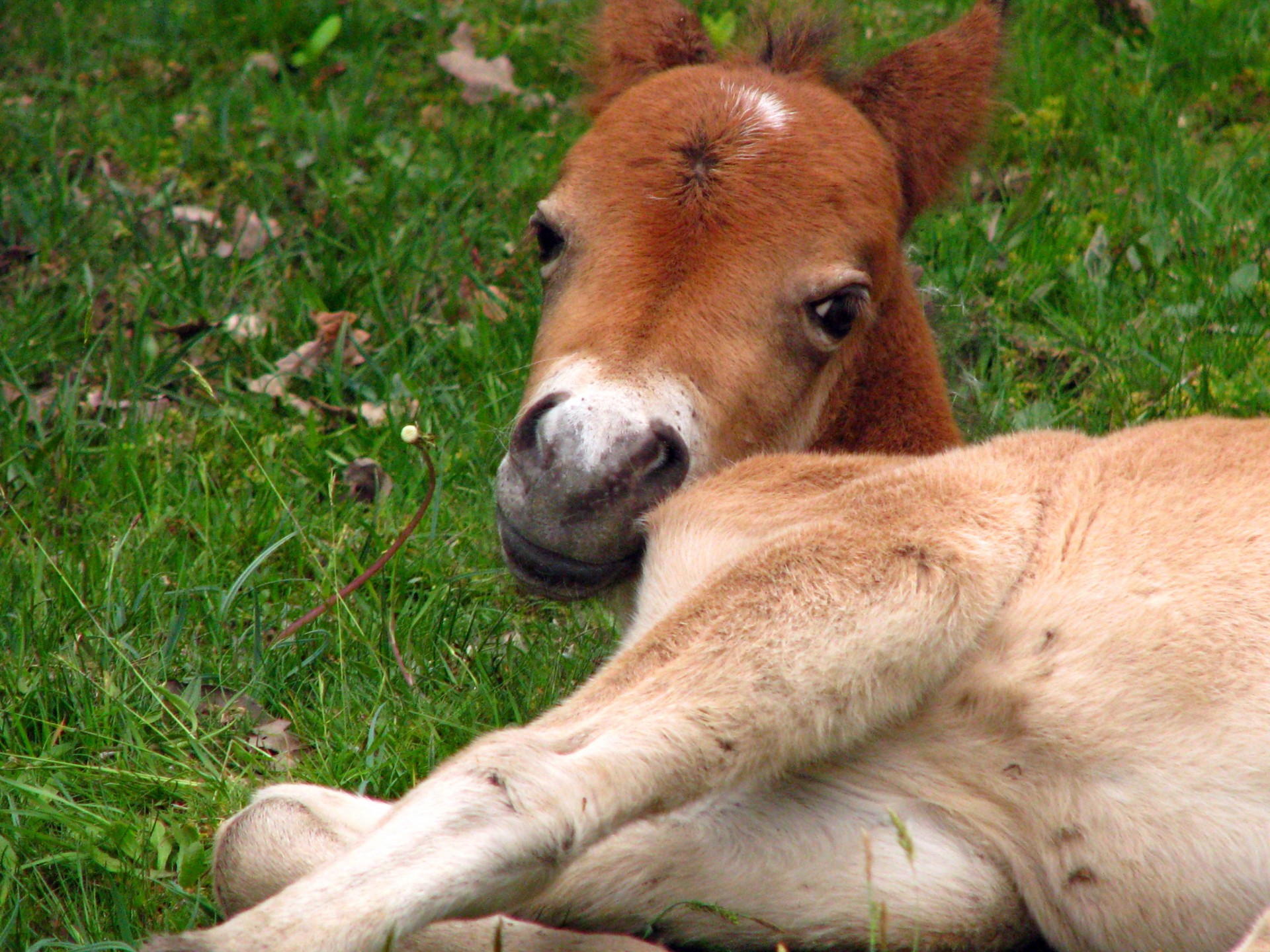 foal baby young free photo