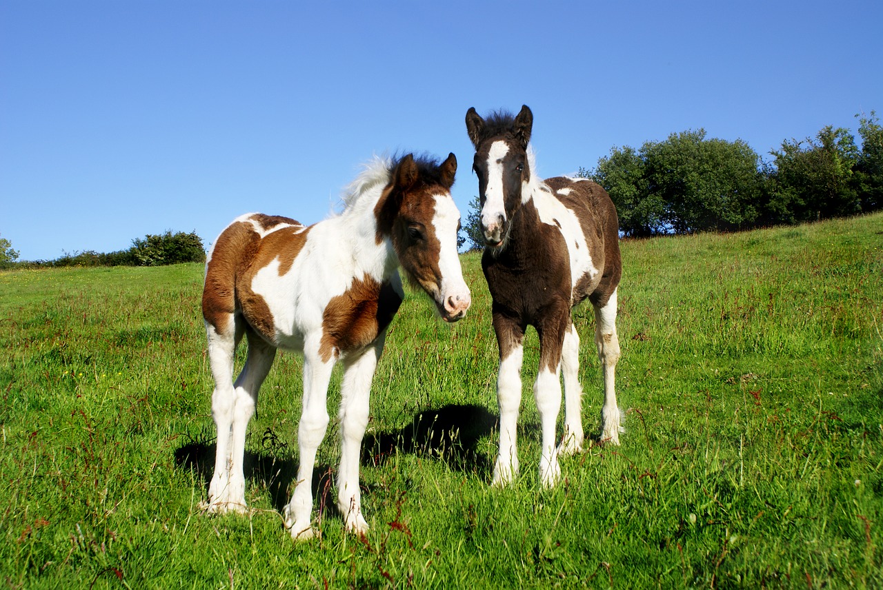 foals two horse free photo